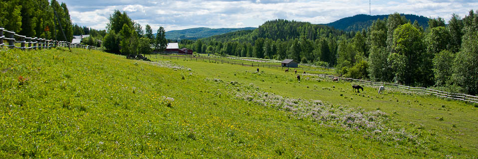 Paimentupa Kolin vaaramaisemassa