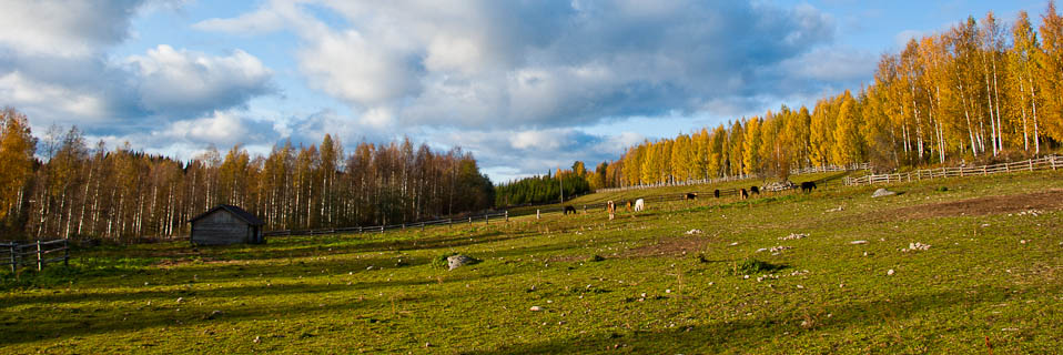 Paimentupa Syksy