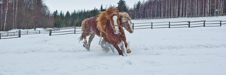 Paimentupa Snörp ja Rafael