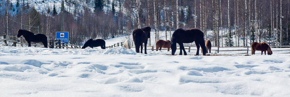 Paimentupa Talvilaitumella