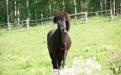 hev-87.jpg